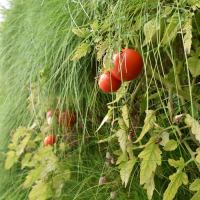 wp_1543_rajce-jedle-solanum-lycopersicum.png